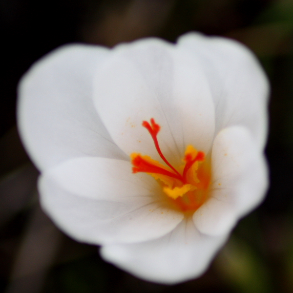 Crocus longiflorus