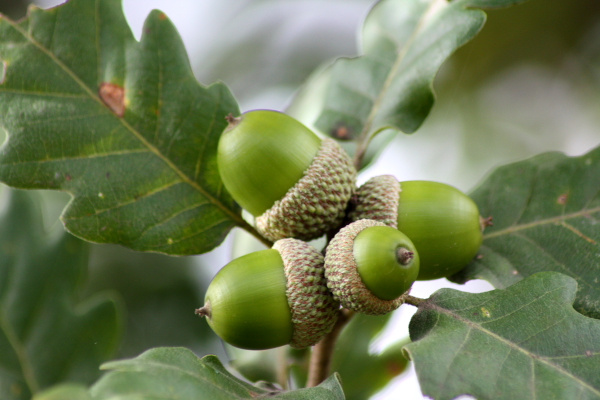 cerro? - Quercus sp,