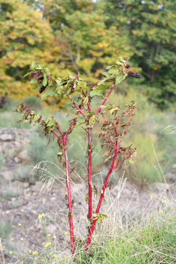 Phytolacca americana