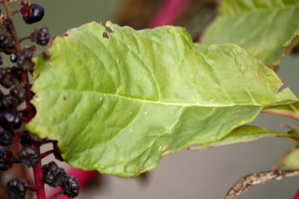 Phytolacca americana