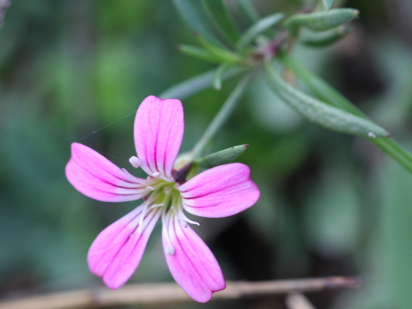 Petrorhagia saxifraga subsp. gasparrinii