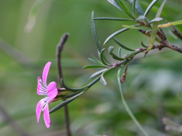 Petrorhagia saxifraga subsp. gasparrinii