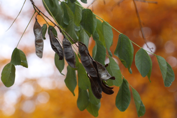 Robinia pseudacacia