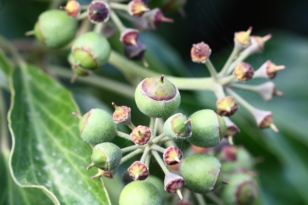 Hedera helix