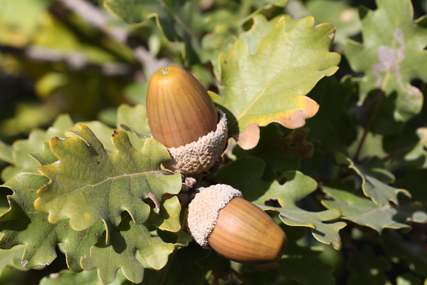 Quercus cfr. pubescens