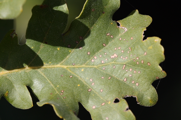 Quercus cfr. pubescens