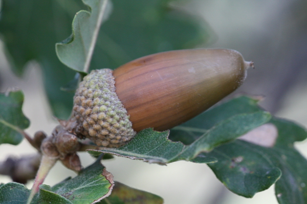 Quercus cfr. pubescens