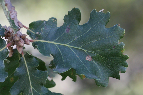 Quercus cfr. pubescens