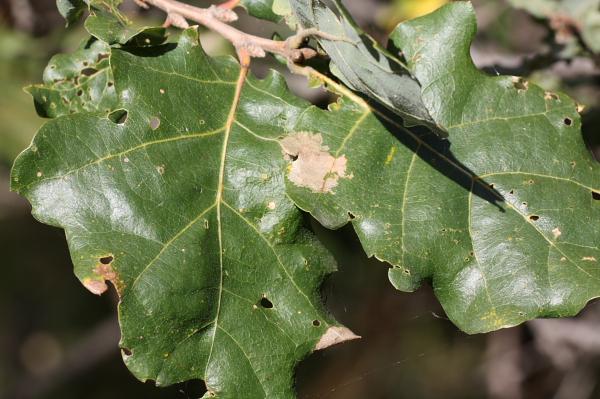 Quercus cfr. pubescens