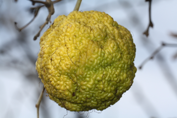 Maclura pomifera