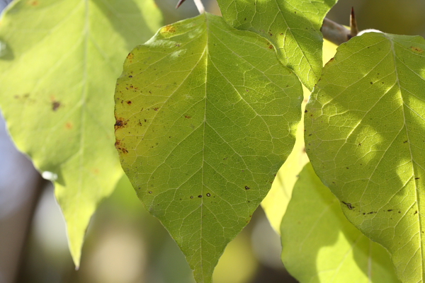 Maclura pomifera