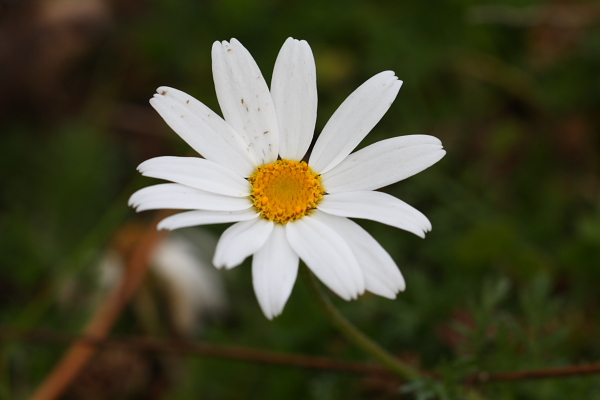 Anthemis sp