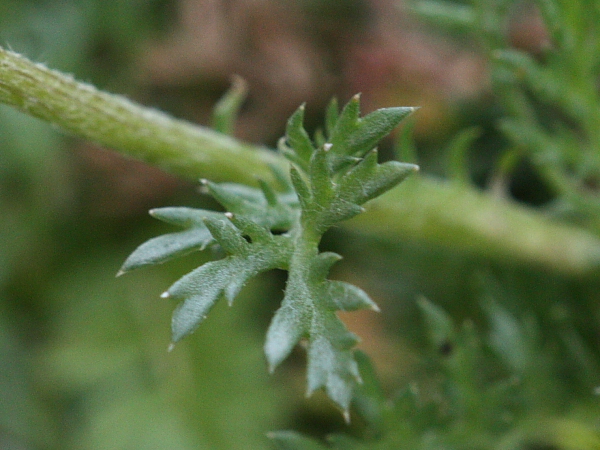 Anthemis sp