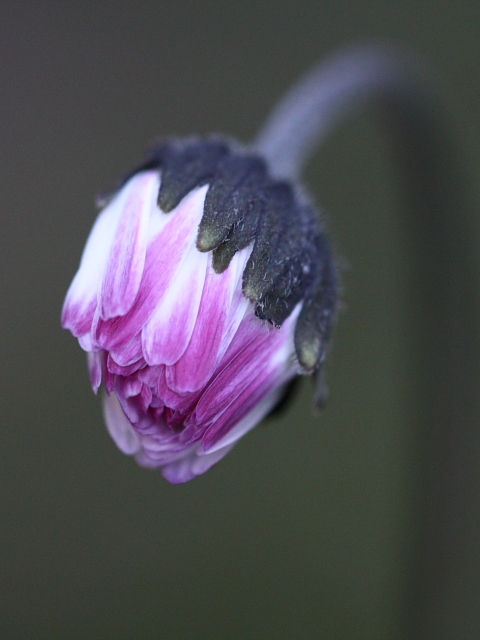 Bellis sylvestris