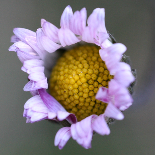 Bellis sylvestris