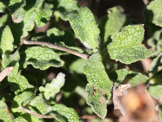 Cistus creticus subsp. eriocephalus