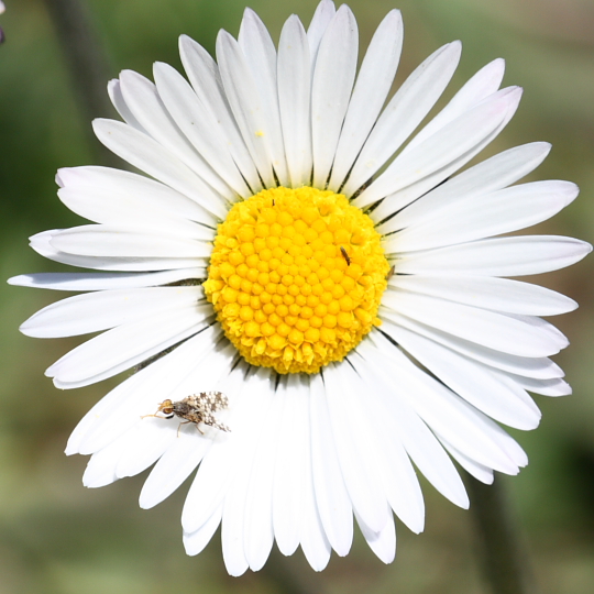 Bellis sylvestris