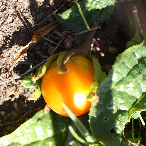 Mandragora autumnalis con frutto