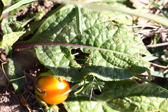 Mandragora autumnalis con frutto