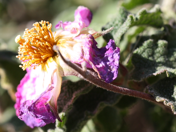 Cistus creticus subsp. eriocephalus