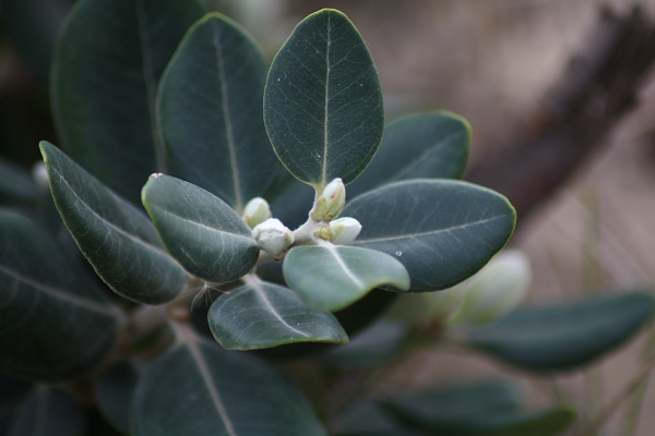 Metrosideros excelsa