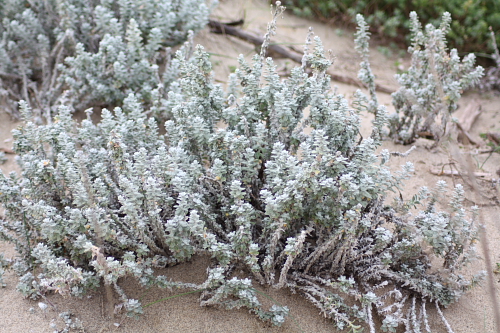 Otanthus maritimus