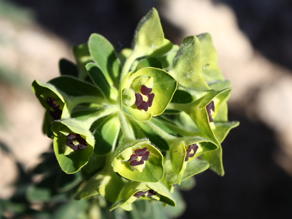 Euphorbia characias