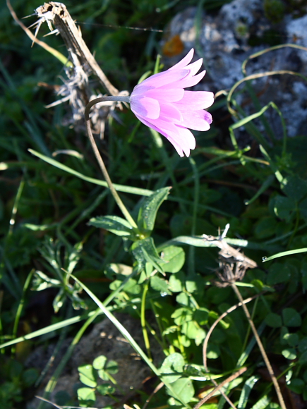 Anemone hortensis