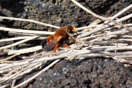 Chalicodoma sicula (Apidae Megachilinae)