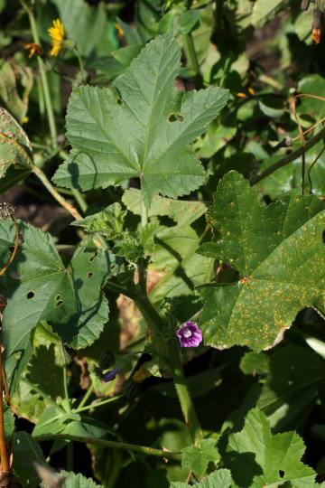 Malva multiflora (=Lavatera cretica) ?