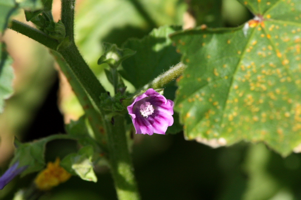 Malva multiflora (=Lavatera cretica) ?