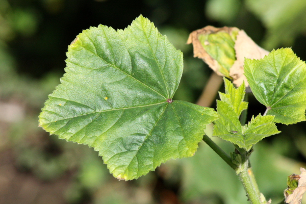 Malva multiflora (=Lavatera cretica) ?