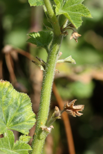 Malva multiflora (=Lavatera cretica) ?