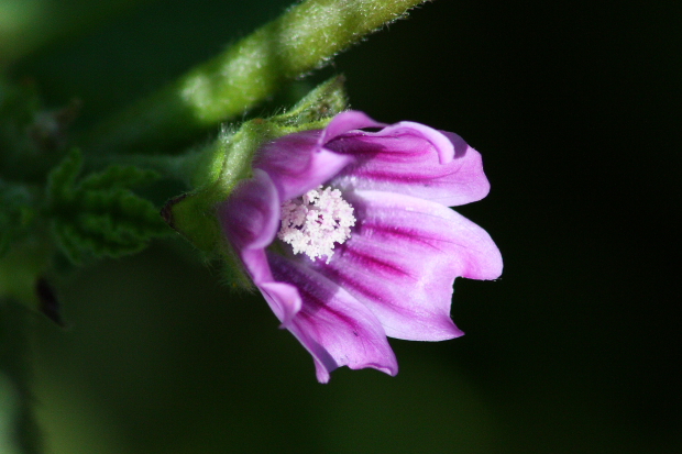 Malva multiflora (=Lavatera cretica) ?