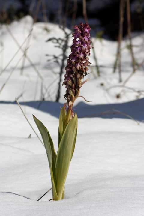 Himantoglossum robertianum