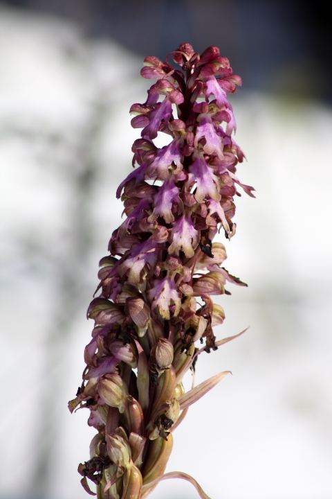 Himantoglossum robertianum