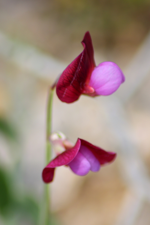 Lathyrus clymenum