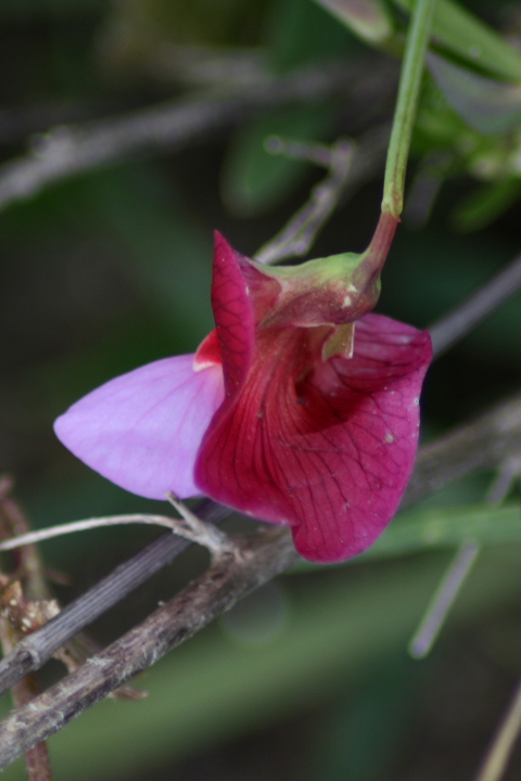 Lathyrus clymenum