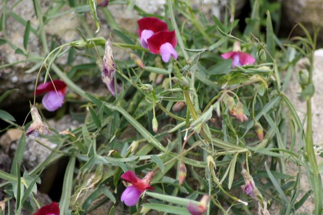 Lathyrus clymenum