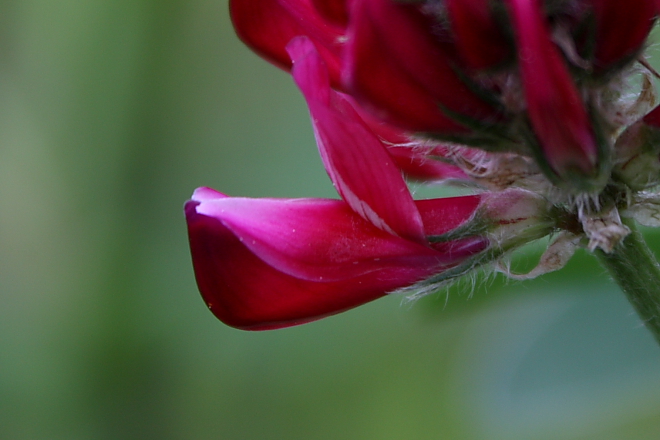 Sulla coronaria (=Hedysarum coronarium) / Sulla comune