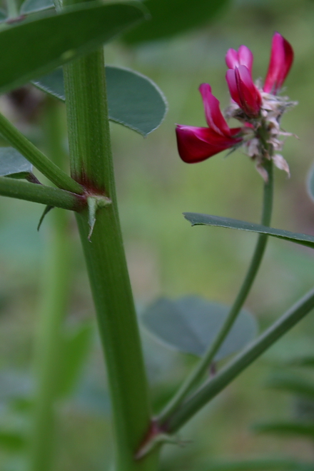 Sulla coronaria (=Hedysarum coronarium) / Sulla comune