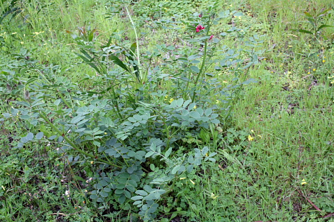 Sulla coronaria (=Hedysarum coronarium) / Sulla comune