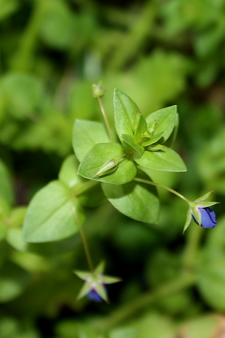 Lysimachia (=Anagallis) arvensis