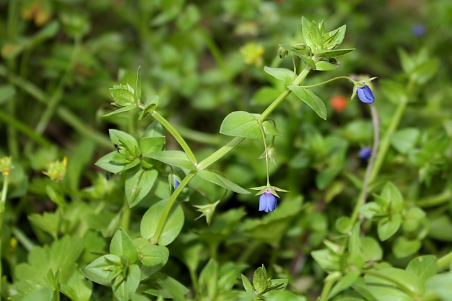 Lysimachia (=Anagallis) arvensis