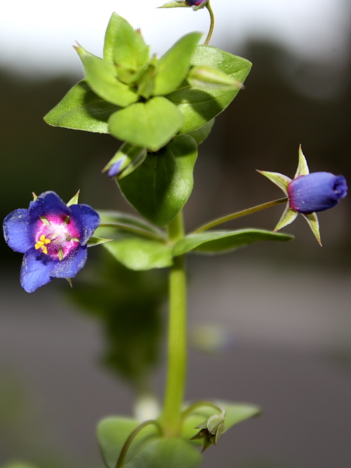 Lysimachia (=Anagallis) arvensis