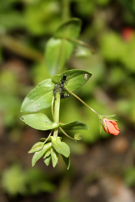 Lysimachia (=Anagallis) arvensis