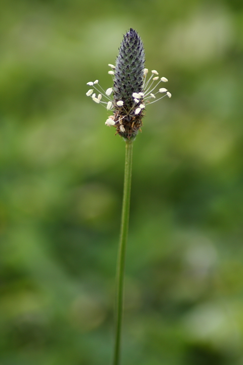 Plantago lanceolata / Piantaggine lanciuola