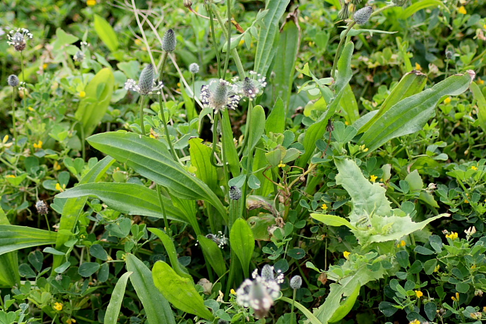 Plantago lanceolata / Piantaggine lanciuola