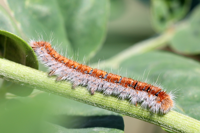 Larva da determinare