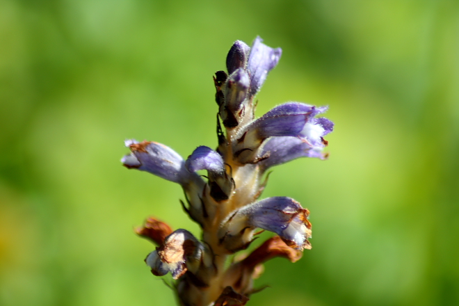 Orobanche da determinare